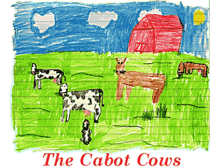 The Cows at Cabot Cheese
