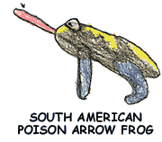South American Poison Arrow Frog
